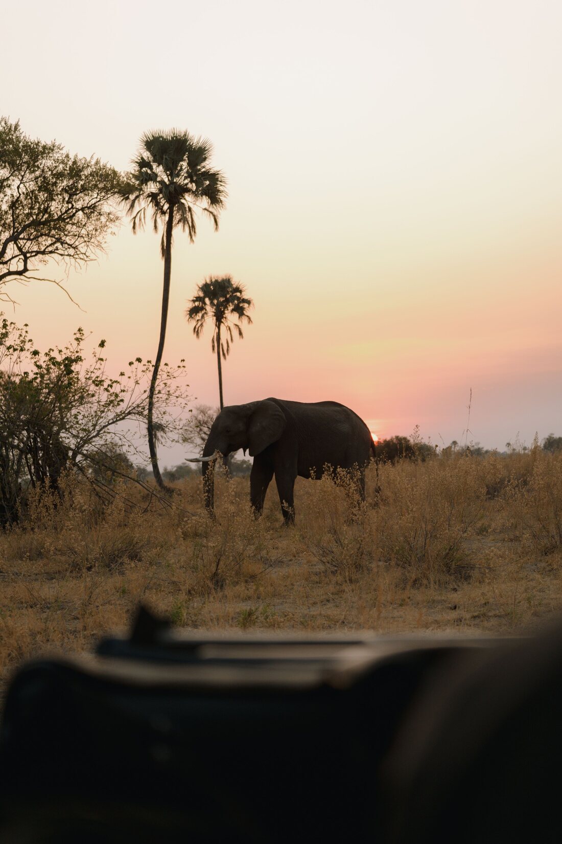 An elephant crossing the plains at sunset, palms on the horizon