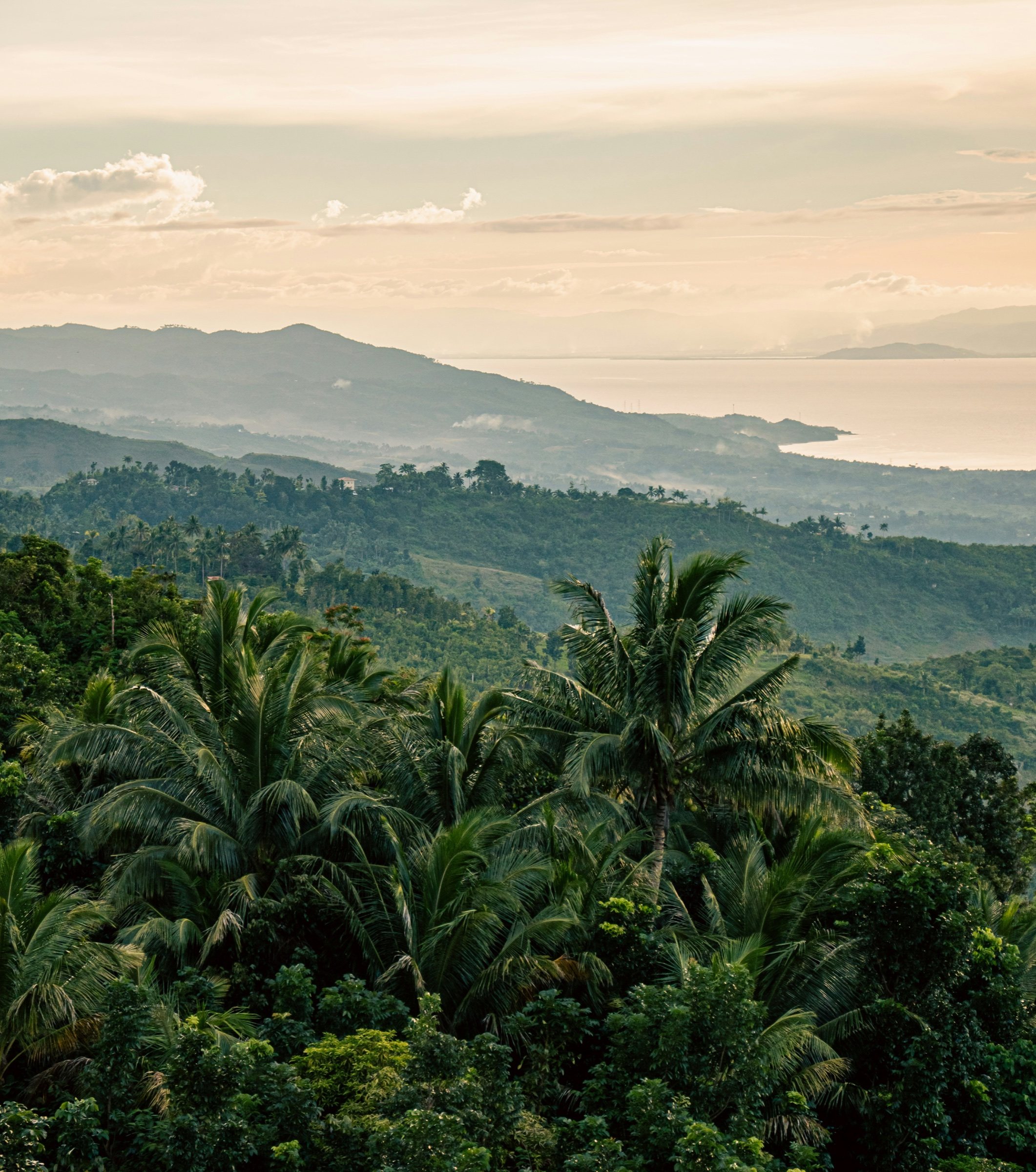 Palms and misted hills above a tropical coast