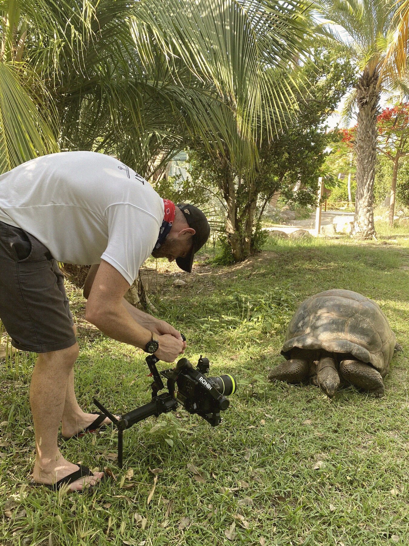The camera operator crouched with a gimbal, filming a giant tortoise