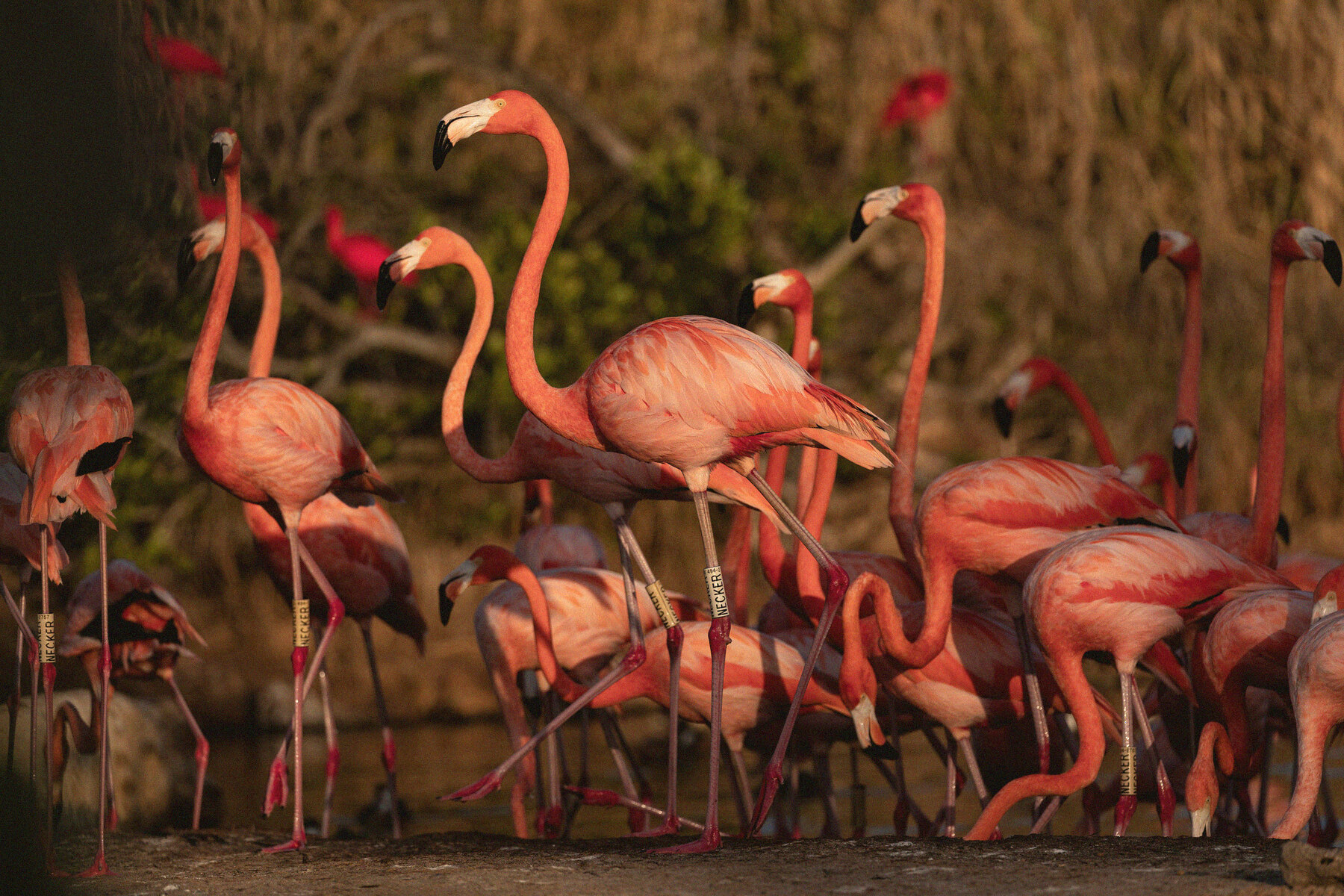 Flamingos at the edge of the lagoon