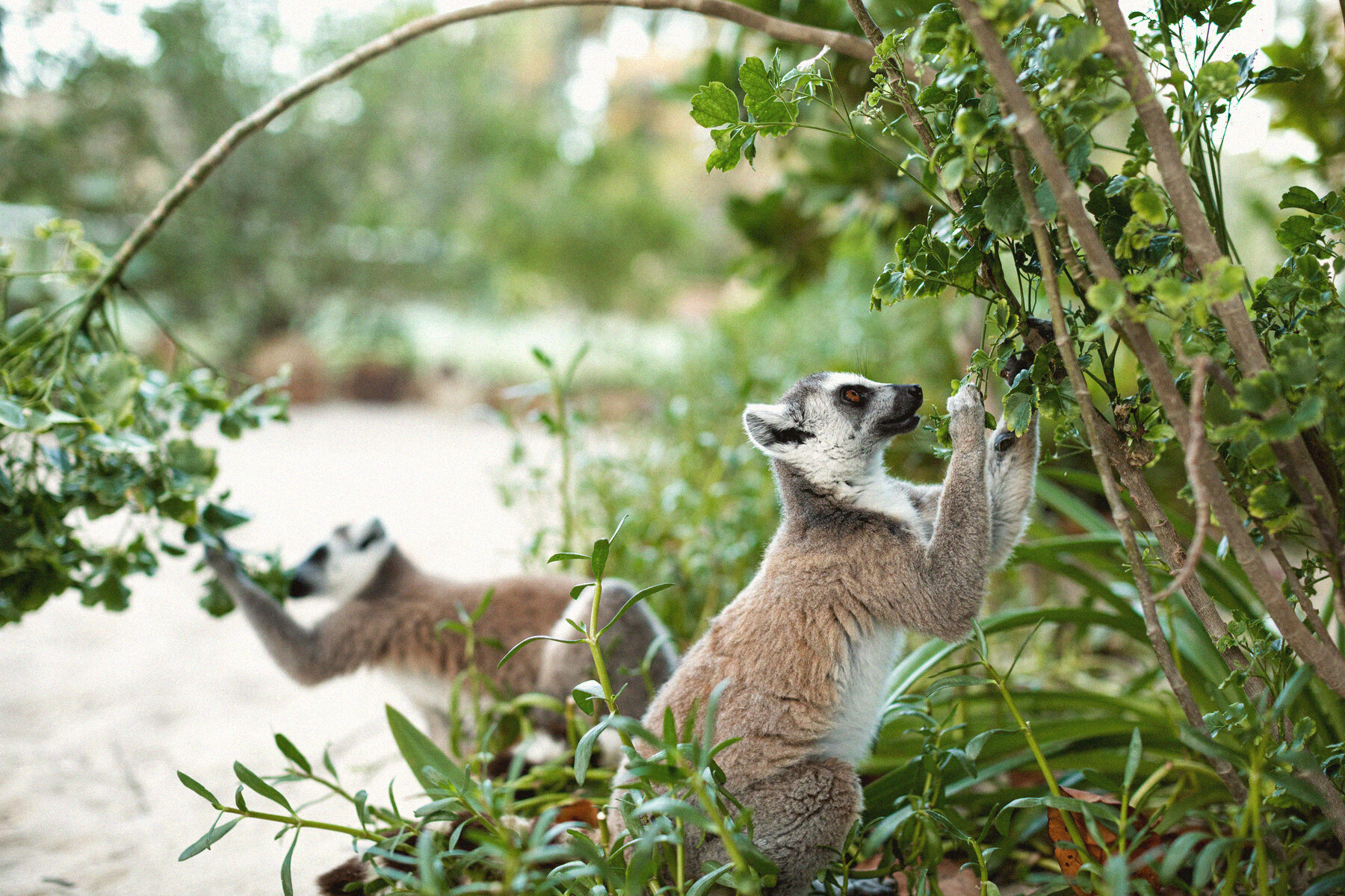 A ring-tailed lemur in the trees