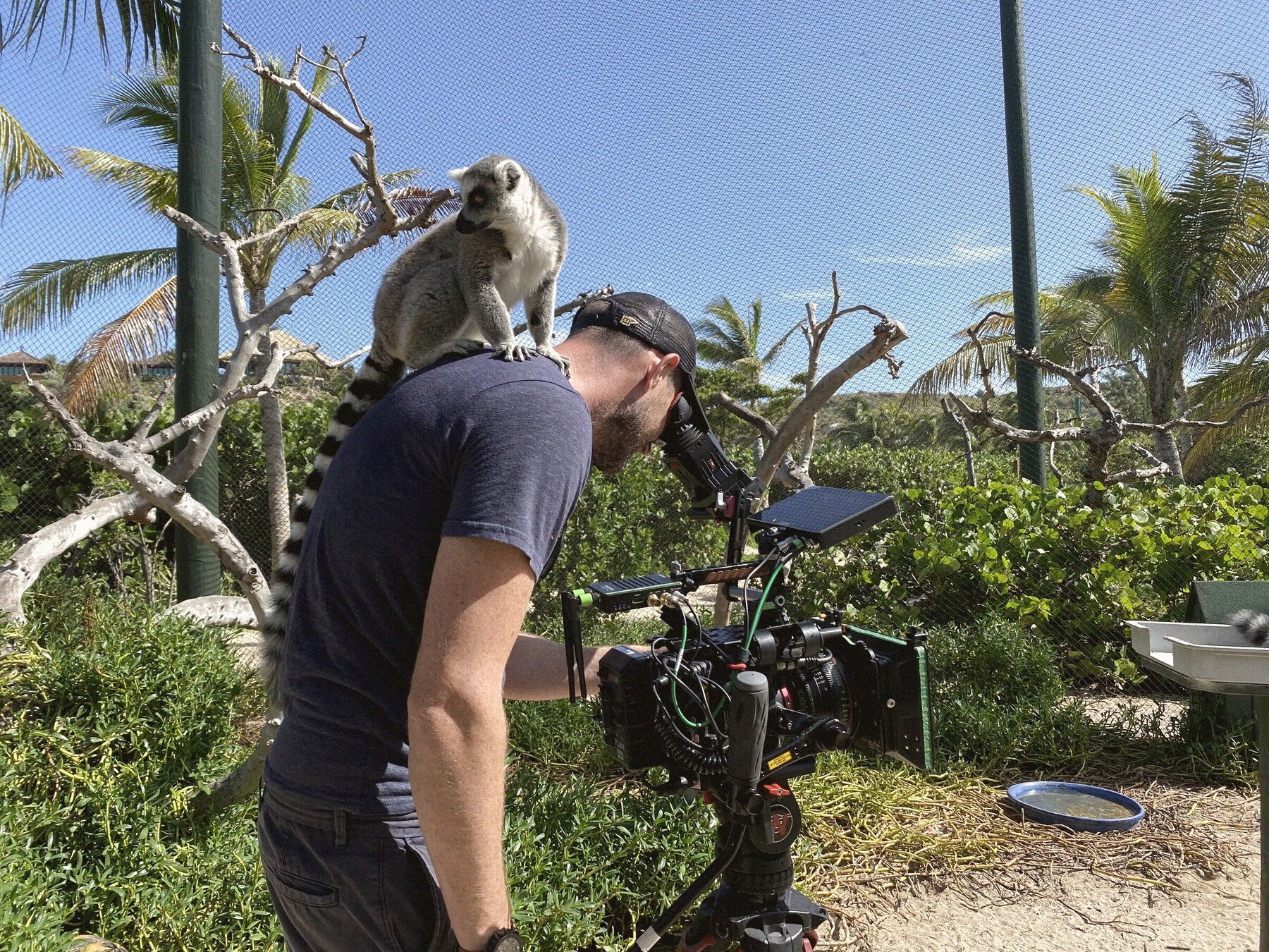A lemur on the camera operator's shoulder between takes