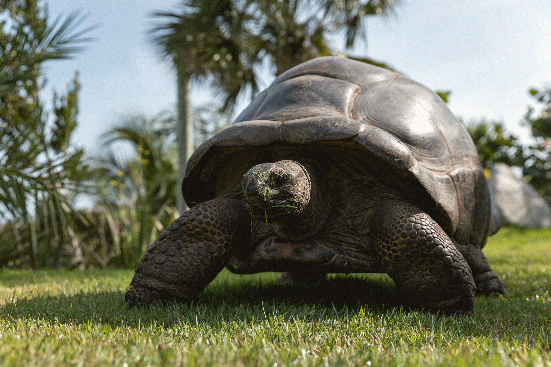 A giant tortoise on the grass