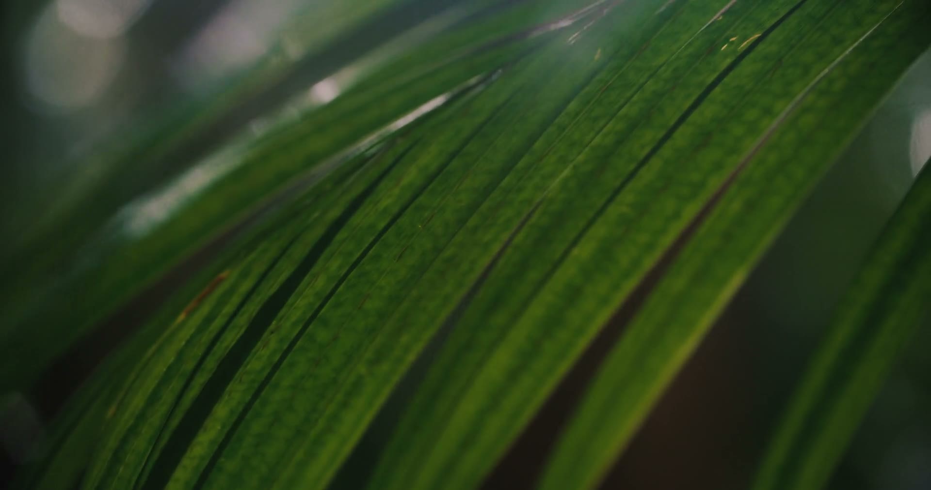 A palm leaf close up, light through the ribs