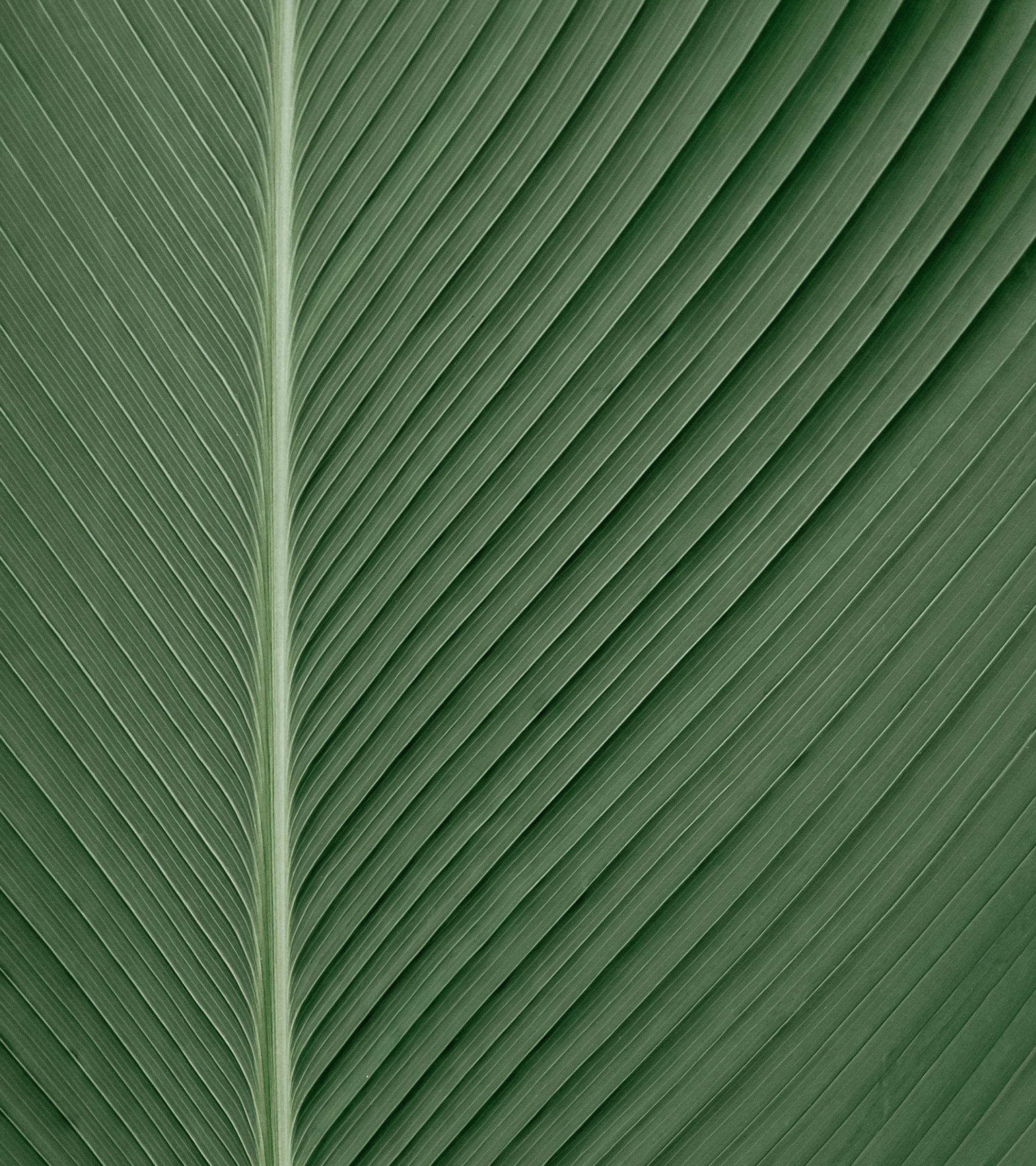 A palm leaf close up – the ribs the mark is drawn from
